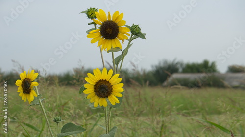 flowers, sunflower, field, house