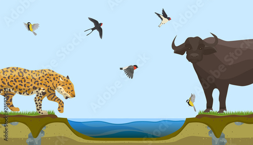 African animals at water place at savanna landscape vector illustration. Leopard or panthera and bull and flock of birds in sky coming to drink pure water.