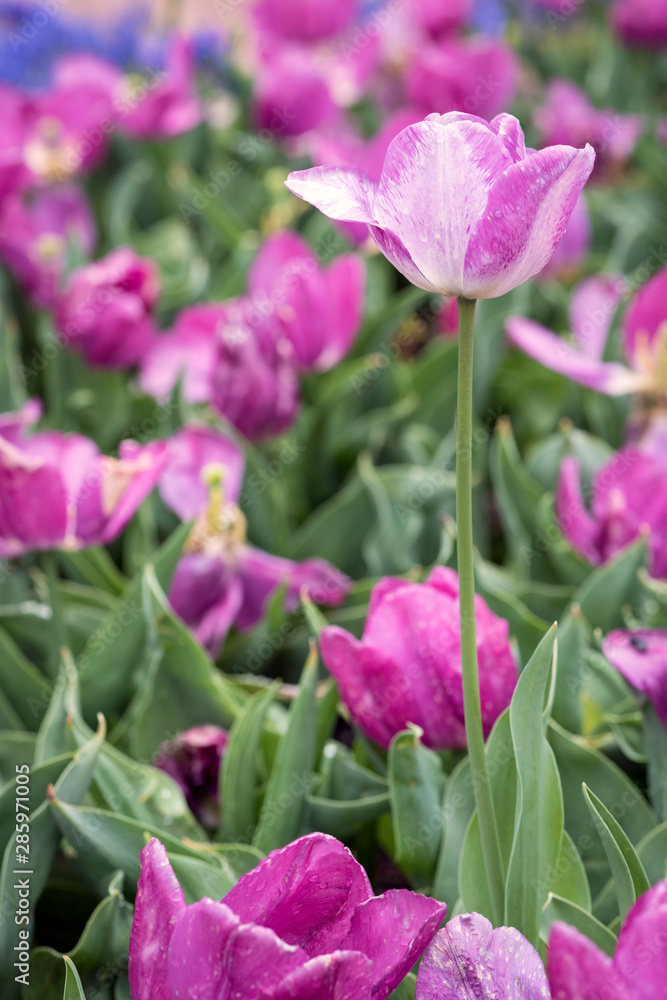 Pink and White Tulips in a Garden