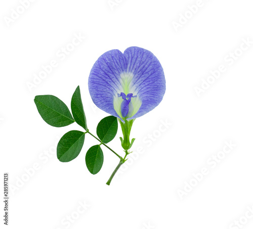 Close up of Butterfly pea flower with leaf isolated on white background , Clitoria ternatea photo