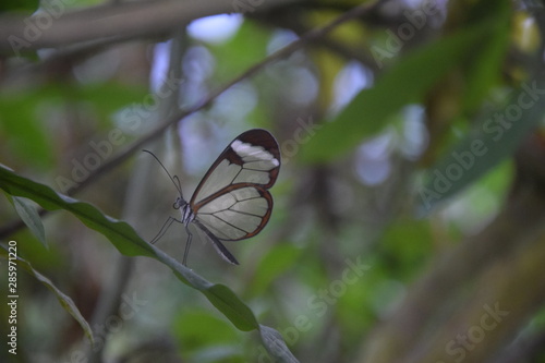 Butterfly beauty nature