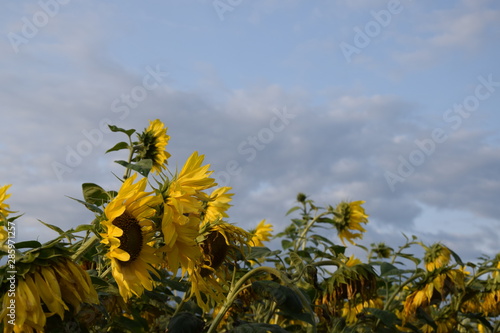 Sunflower field summer landscape