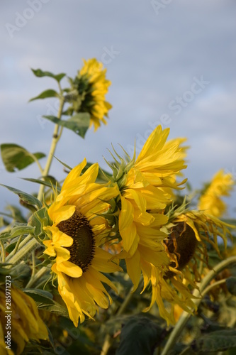 sunflower summer nature