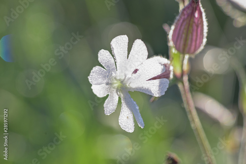 flower of white campion, Silene latifolia, Catchfly macro in nature photo