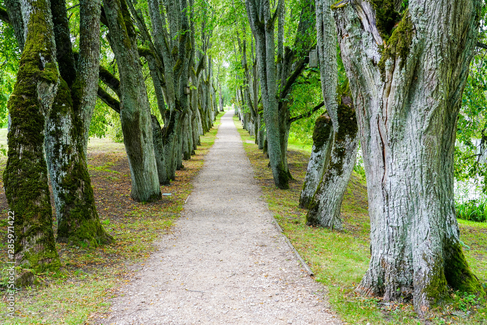 tree alley in summer with a gravel path, park road perspective with tree rows tree alley in summer with a gravel path, park road perspective with tree rows