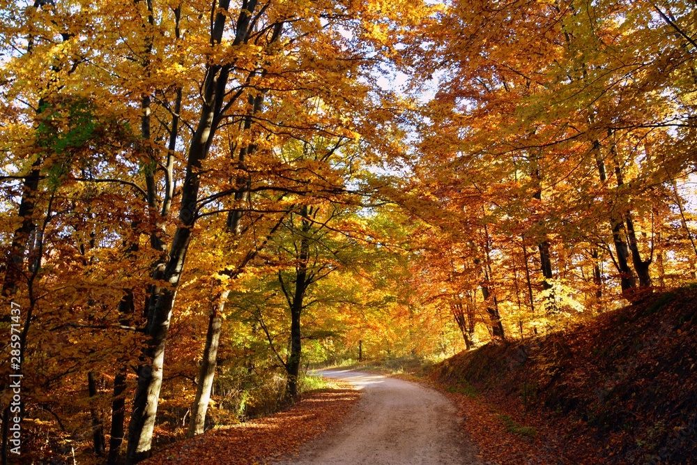 Fototapeta premium a forest road in the autumn forest