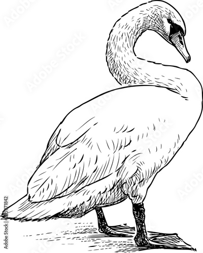 Sketch of a white swan standing on lake shore