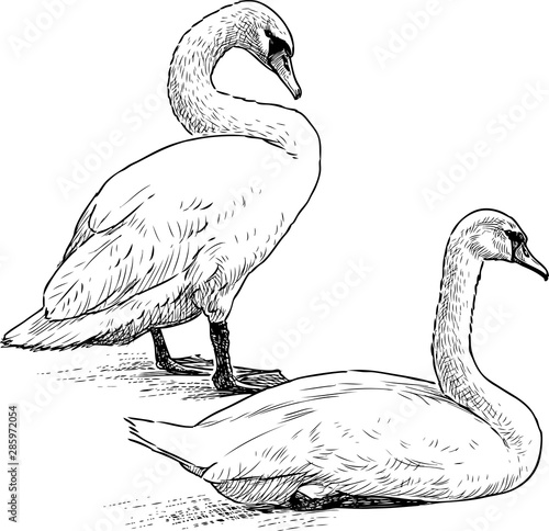 Sketch of pair of white swans resting on lake shore