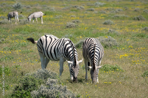 Mother zebra and foal surrounded by yellow wildflowers. Image taken in Etosha National Park  Namibia.
