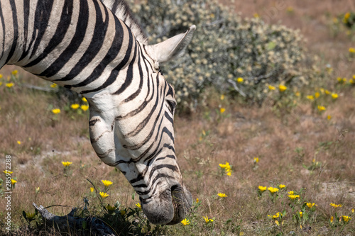 Fototapeta Naklejka Na Ścianę i Meble -  Close up of zebra grazing on grass and yellow wildflowers.  Image taken in Etosha National Park, Namibia.