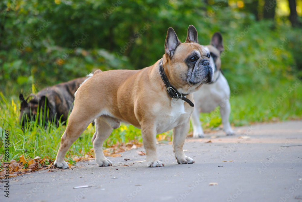  French bulldog on a walk