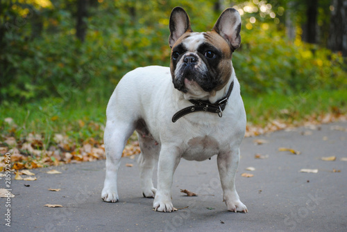  French bulldog on a walk