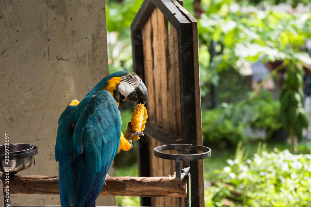 parrot eat mango