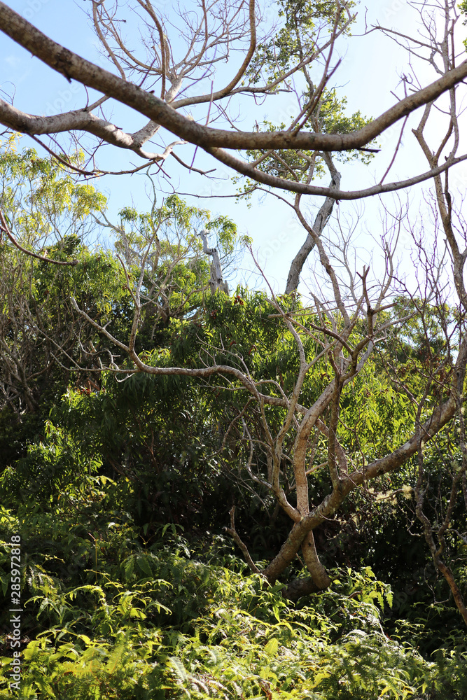 Fototapeta premium Thick tropical Foliage