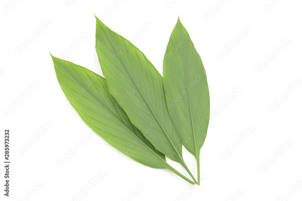 Fototapeta premium 2 large fresh ginger leaves closeup on white background