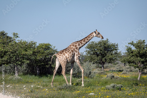 Giraffe walking through an open area with brush and small trees in the background.  Yellow wildflowers cover the ground.  Image taken in Etosha National Park  Namibia.