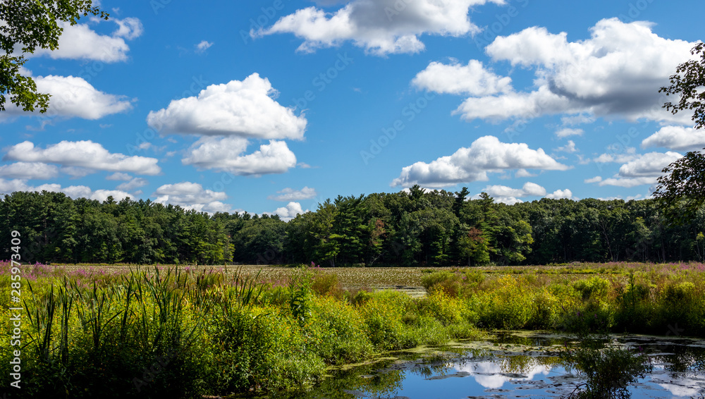 green forest with a lake, white clouds, and a beutiful blue sky green forest with a lake, white clouds, and a beutiful blue sky