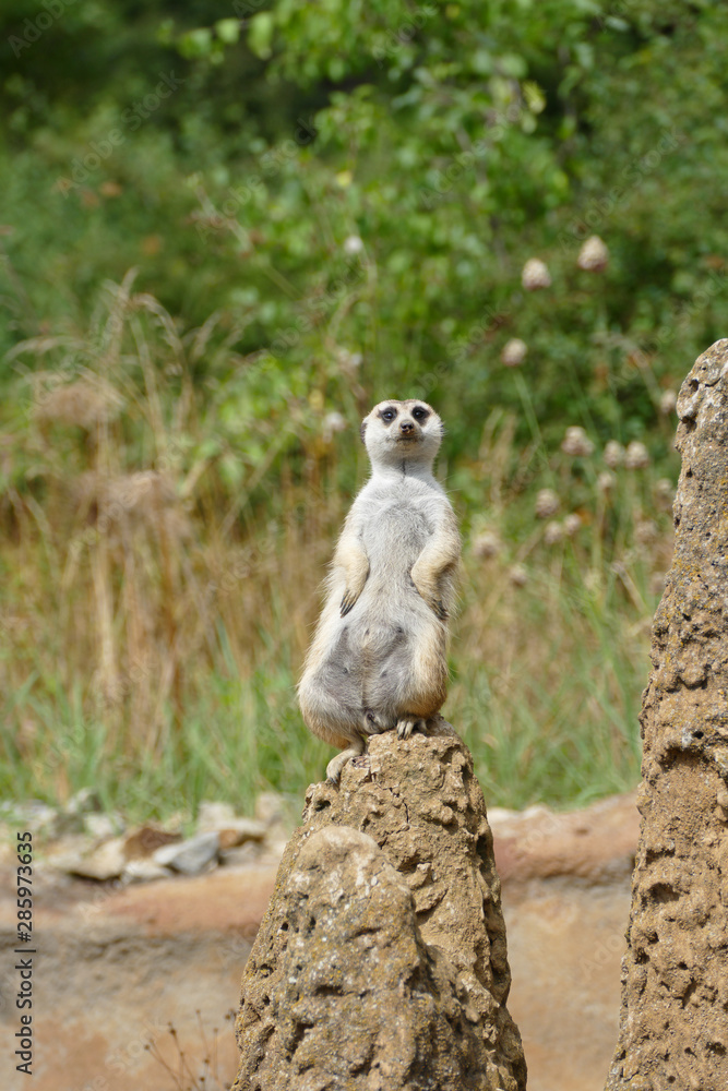 nice brown wild meerkat nice brown wild meerkat