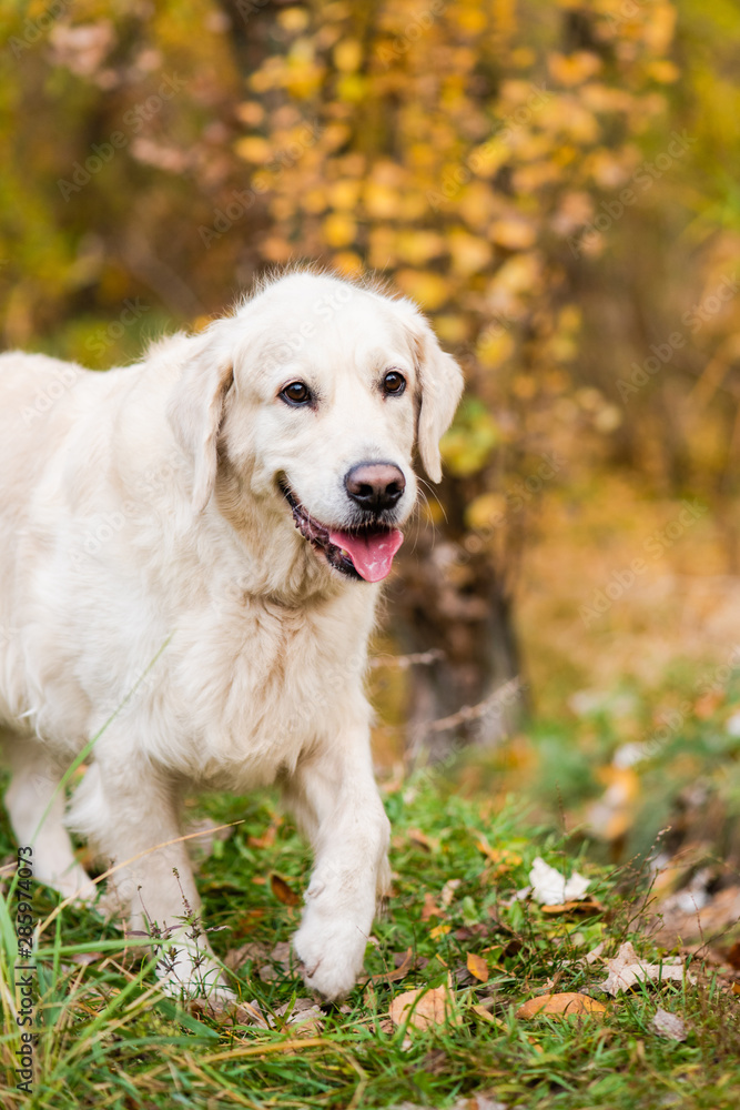 Portrait of dog with foliage bokeh background. Portrait of dog with foliage bokeh background.