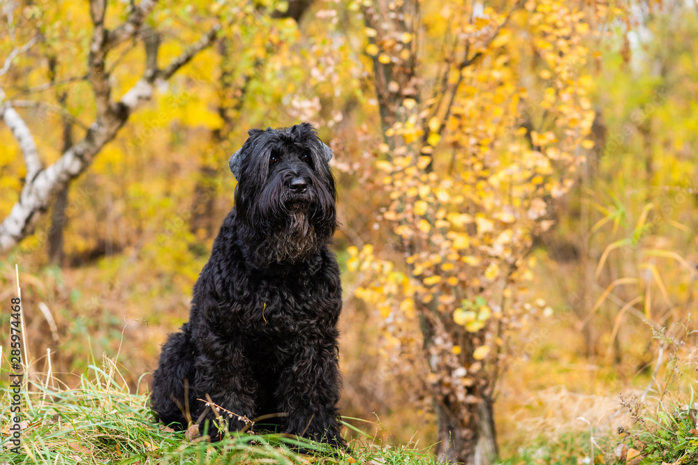 Portrait of dog with foliage bokeh background. Portrait of dog with foliage bokeh background.
