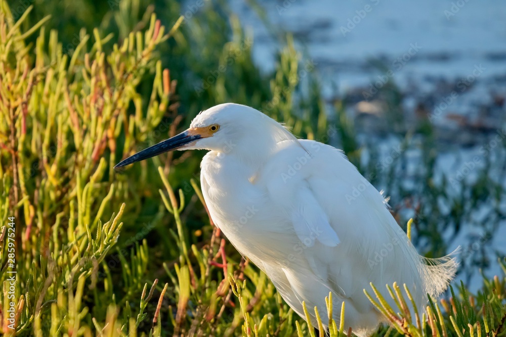 snowy egret during sunset close up snowy egret during sunset close up