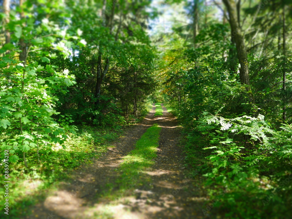 rural road through the forest leaves into the distance tilt rural road through the forest leaves into the distance tilt