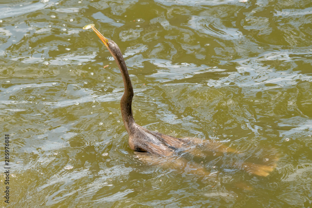 Obraz premium Young Anhinga (Anhinga anhinga) catches fish in Florida Lake