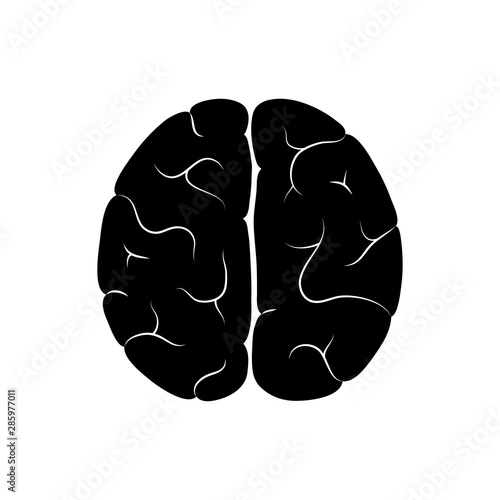 Vector illustration of human brain anatomy 