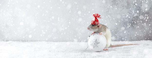 Rat in winter hat holding glass ball decoration