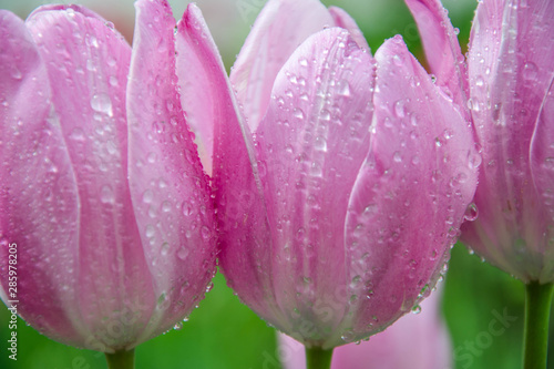 Three vibrant pink tulips in the garden with water drops, freshness after rain, nature concept, colorful blurred background