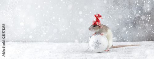 Rat in winter hat holding glass ball decoration © kobeza