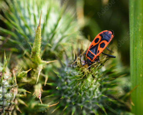 firebug, Pyrrhocoris apterus in natural habitat, selective focus