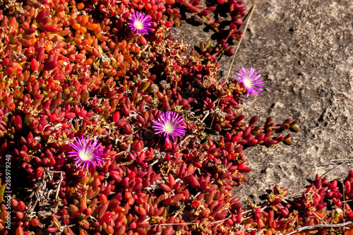 Succulents with pink flowers grow on scanty stony soil. Red center in the Australian desert, outback in Northern Territory, Australia