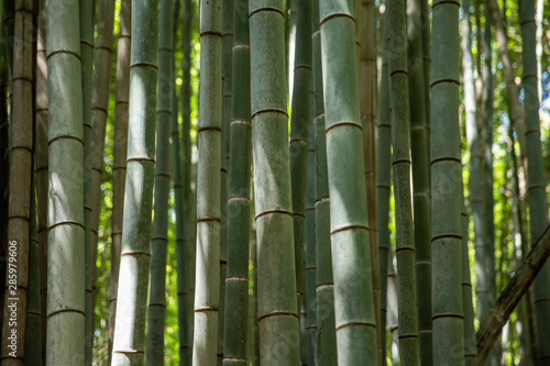 Fototapeta Naklejka Na Ścianę i Meble -  Bambuswald von Arashiyama nahe Kyoto