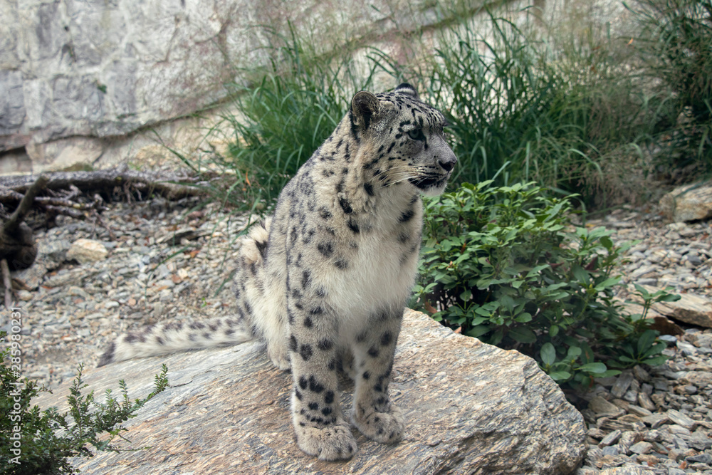 Snow Leopard Sitting On A Rock Irbis Panthera Uncia Stock Photo Adobe Stock