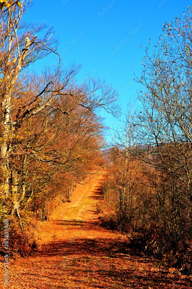 on a path between bushes and trees in autumn