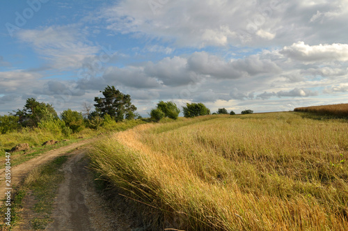 Summer landscape on the outskirts of the village