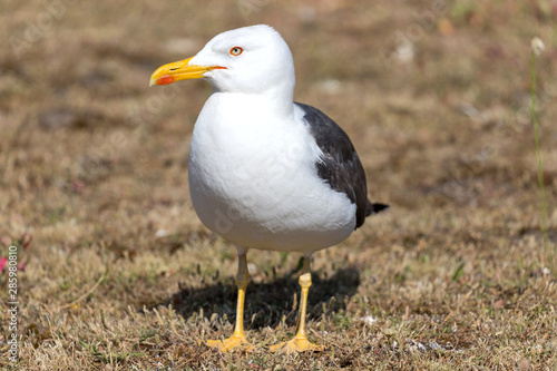 yellow-legged European herring gull (Larus argentatus) © Björn Wylezich