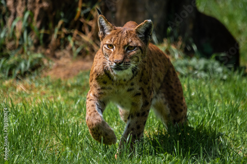 Eurasian lynx sneaking © Jesper