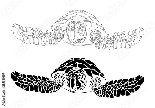 graphic sea turtle,vector illustration of sea turtle