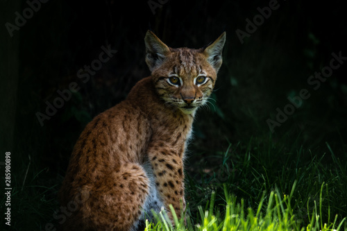 Eurasian lynx baby © Jesper