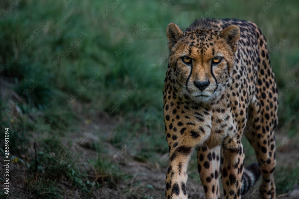 Portrait of a leopard walking up to camera Portrait of a leopard walking up to camera