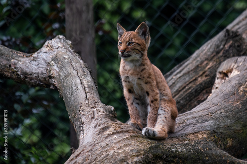 Baby lynx sitting on tree trunk