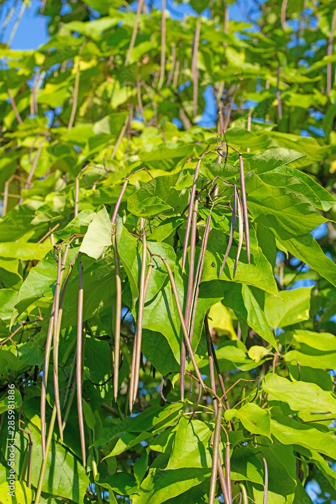 Naklejka premium Bohnenbaum, Katalpa, Samen