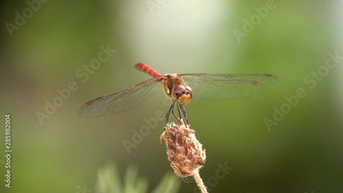 Drogonfly in Nature CloseUp