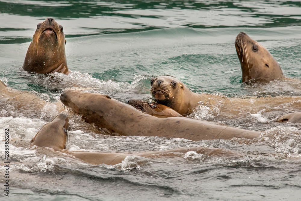 Fototapeta premium Pile of Sea Lions