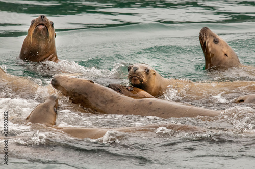 Pile of Sea Lions