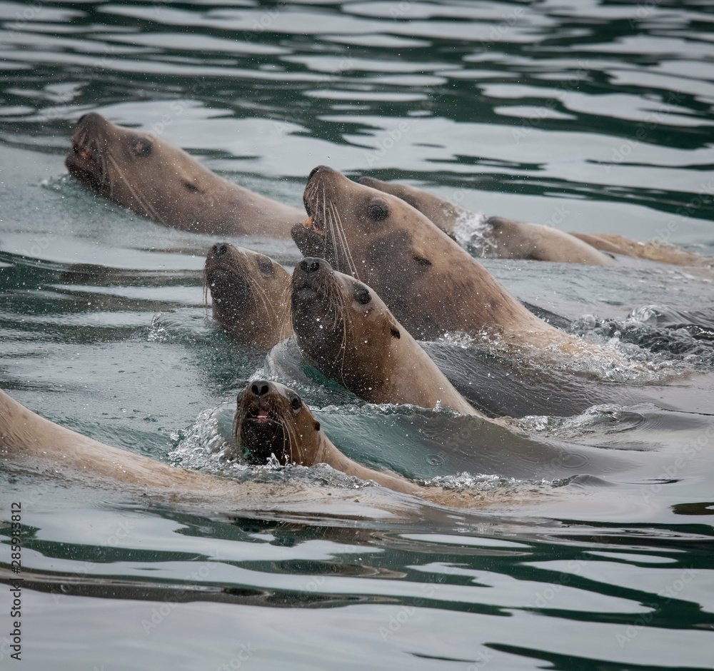 Fototapeta premium Sea Lion Synchronized Swimming