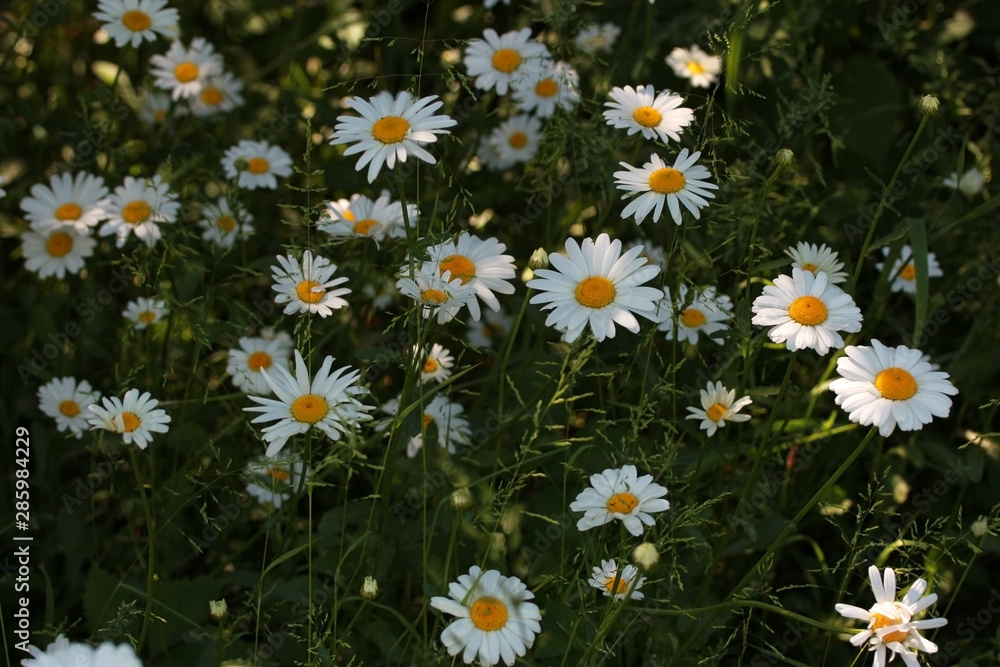 Natural floral background. White daisies, chamomile in the field or garden. Beautiful summer meadow background. Summer chamomile flowers in the grass