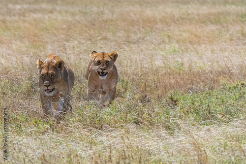 Two lions walking and hunting in the savannah, in Tanzania, looking for a prey